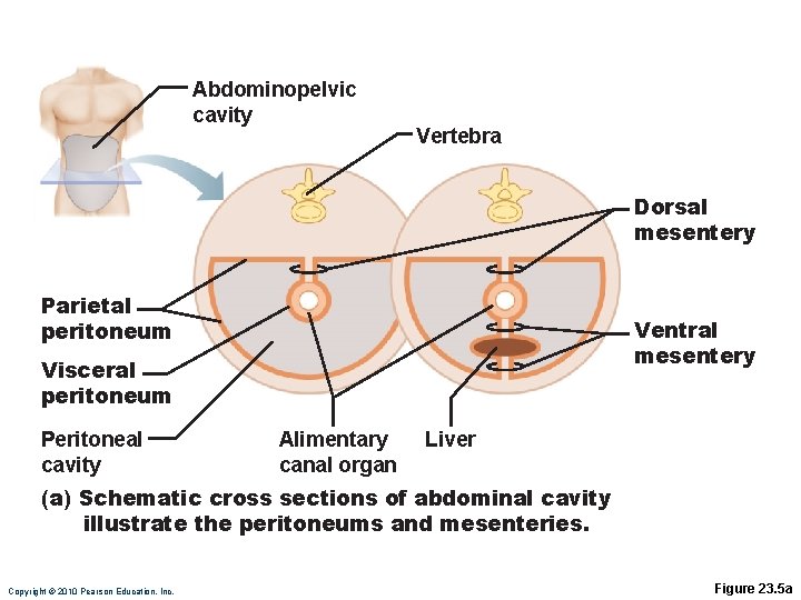 Abdominopelvic cavity Vertebra Dorsal mesentery Parietal peritoneum Ventral mesentery Visceral peritoneum Peritoneal cavity Alimentary