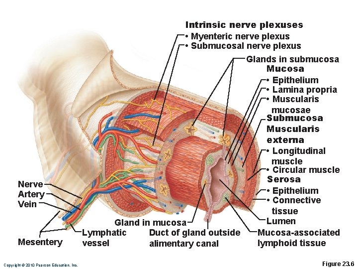 Nerve Artery Vein Mesentery Copyright © 2010 Pearson Education, Inc. Intrinsic nerve plexuses •