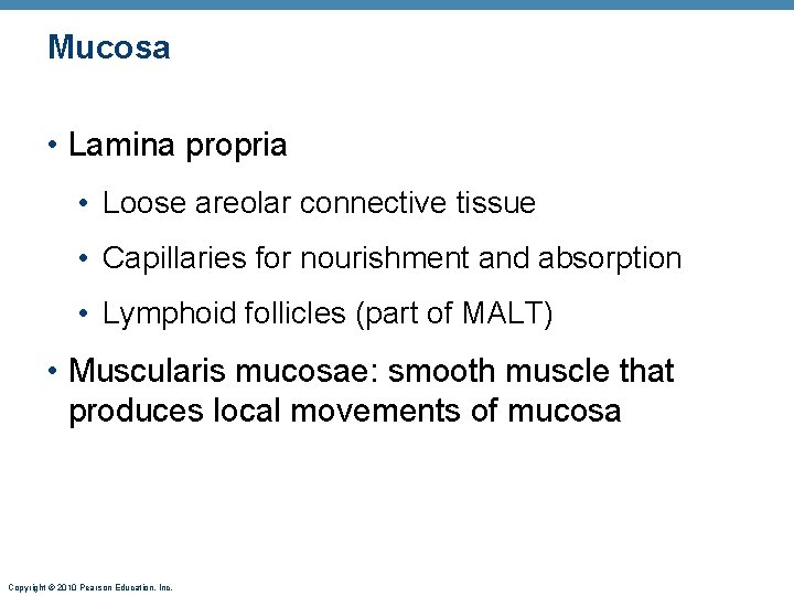 Mucosa • Lamina propria • Loose areolar connective tissue • Capillaries for nourishment and