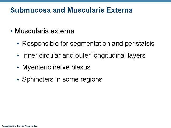 Submucosa and Muscularis Externa • Muscularis externa • Responsible for segmentation and peristalsis •