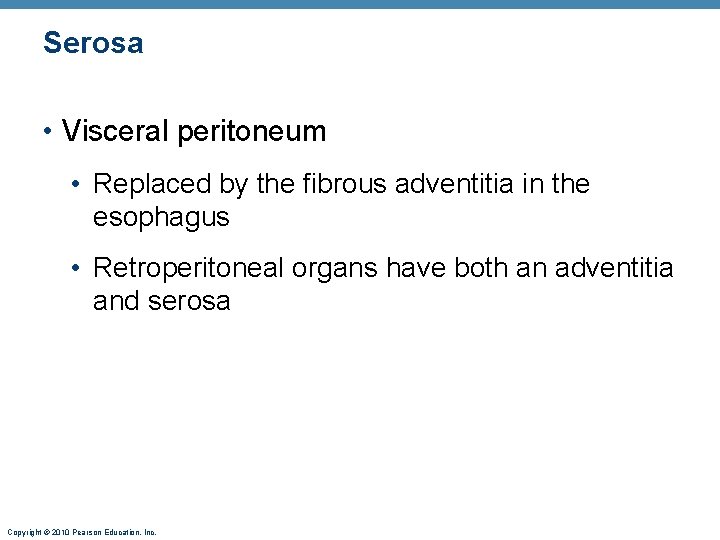 Serosa • Visceral peritoneum • Replaced by the fibrous adventitia in the esophagus •