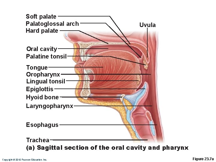 Soft palate Palatoglossal arch Hard palate Uvula Oral cavity Palatine tonsil Tongue Oropharynx Lingual