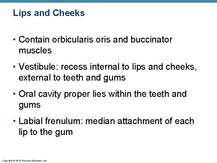 Lips and Cheeks • Contain orbicularis oris and buccinator muscles • Vestibule: recess internal