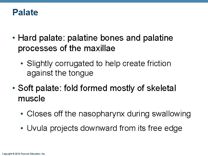 Palate • Hard palate: palatine bones and palatine processes of the maxillae • Slightly