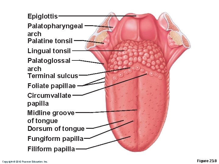 Epiglottis Palatopharyngeal arch Palatine tonsil Lingual tonsil Palatoglossal arch Terminal sulcus Foliate papillae Circumvallate