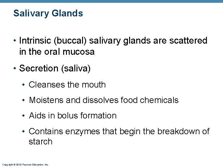 Salivary Glands • Intrinsic (buccal) salivary glands are scattered in the oral mucosa •