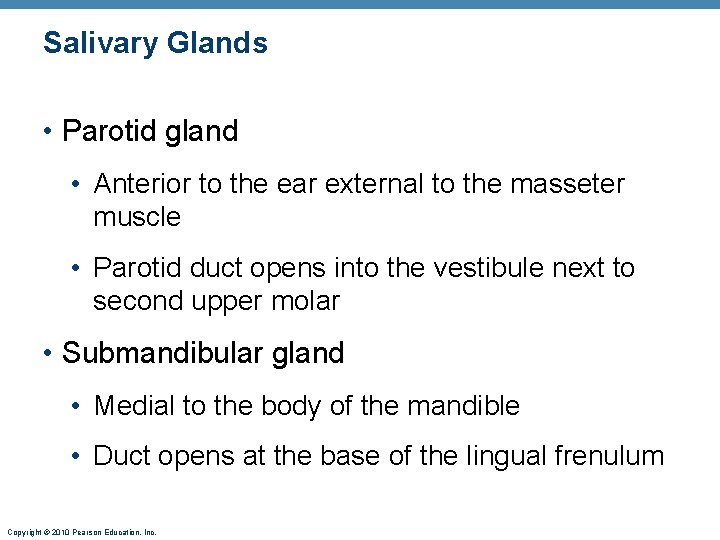 Salivary Glands • Parotid gland • Anterior to the ear external to the masseter