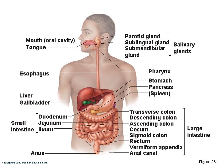 Mouth (oral cavity) Tongue Esophagus Liver Gallbladder Duodenum Jejunum Small intestine Ileum Anus Copyright