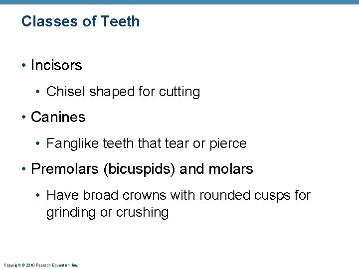 Classes of Teeth • Incisors • Chisel shaped for cutting • Canines • Fanglike