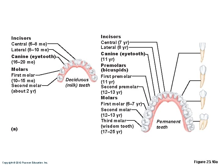 Incisors Central (6– 8 mo) Lateral (8– 10 mo) Canine (eyetooth) (16– 20 mo)