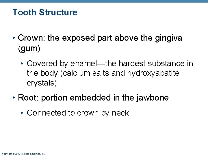Tooth Structure • Crown: the exposed part above the gingiva (gum) • Covered by
