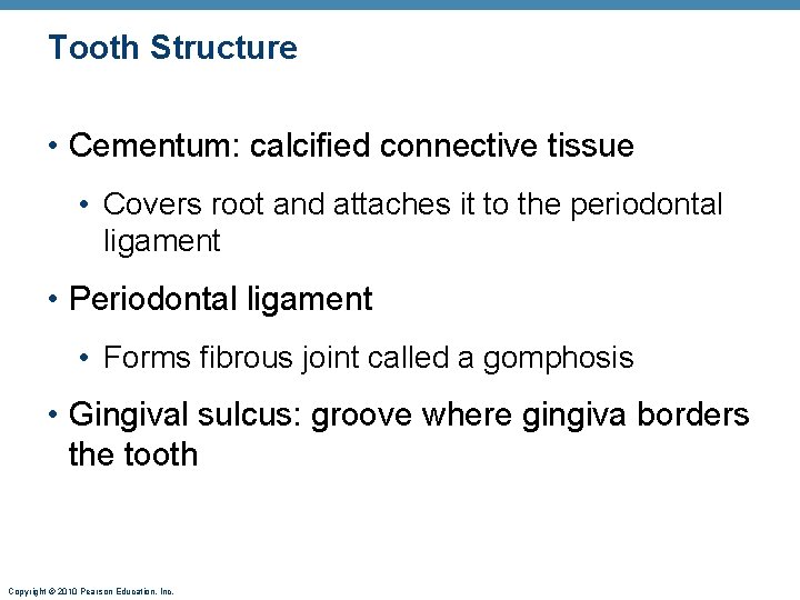 Tooth Structure • Cementum: calcified connective tissue • Covers root and attaches it to