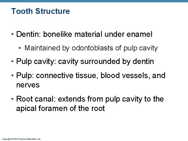 Tooth Structure • Dentin: bonelike material under enamel • Maintained by odontoblasts of pulp
