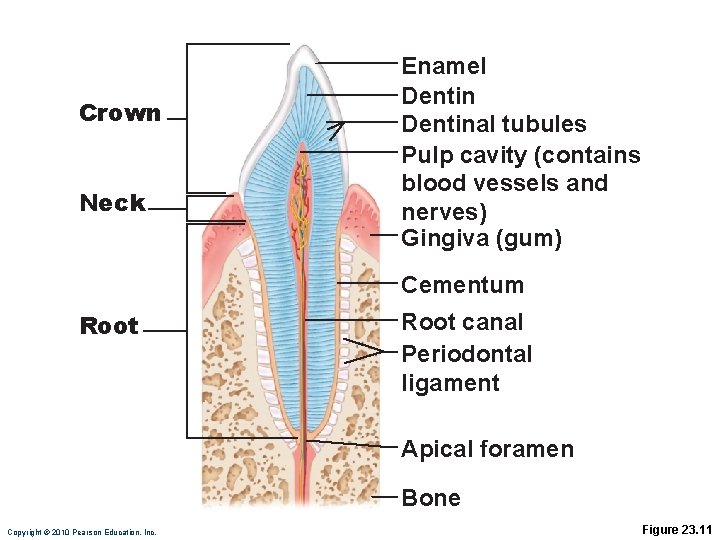Crown Neck Enamel Dentinal tubules Pulp cavity (contains blood vessels and nerves) Gingiva (gum)