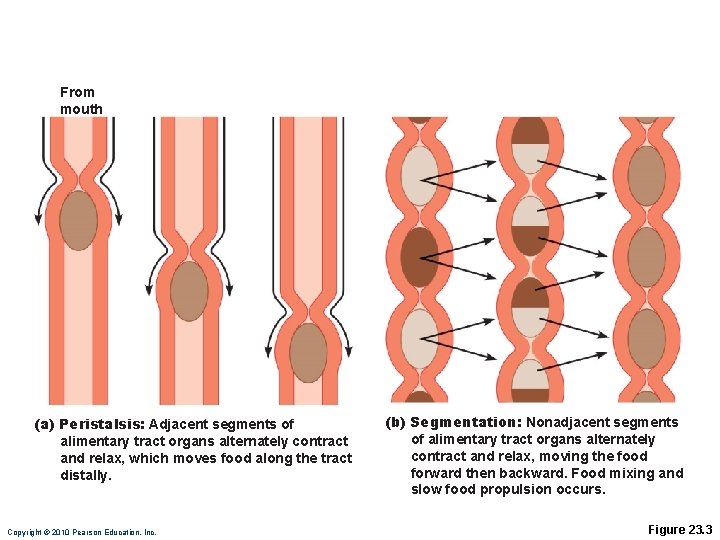 From mouth (a) Peristalsis: Adjacent segments of alimentary tract organs alternately contract and relax,