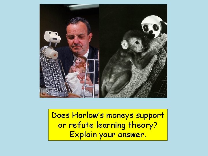 Does Harlow’s moneys support or refute learning theory? Explain your answer. 