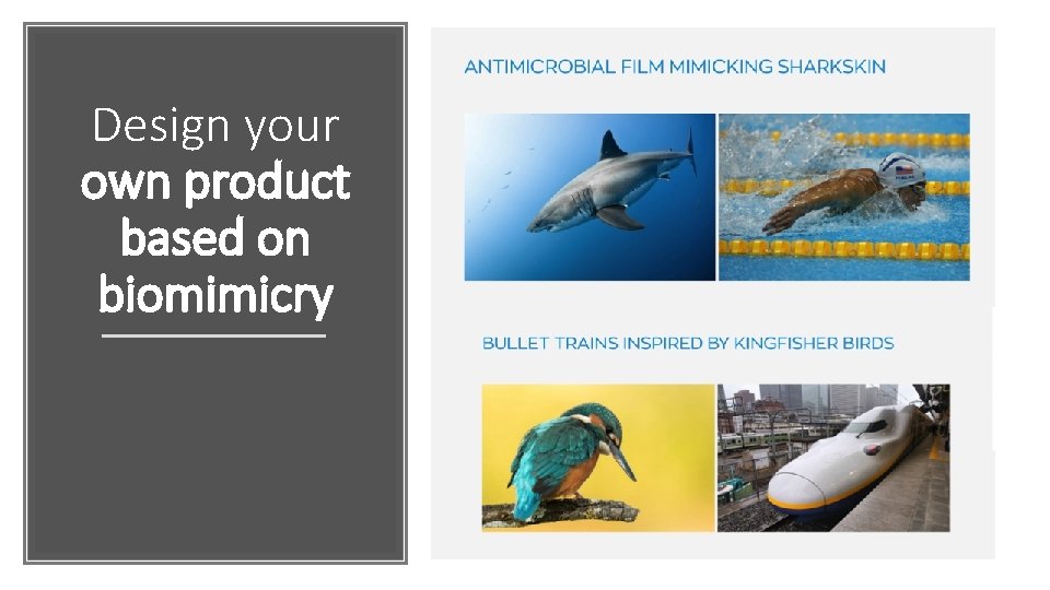 Design your own product based on biomimicry 