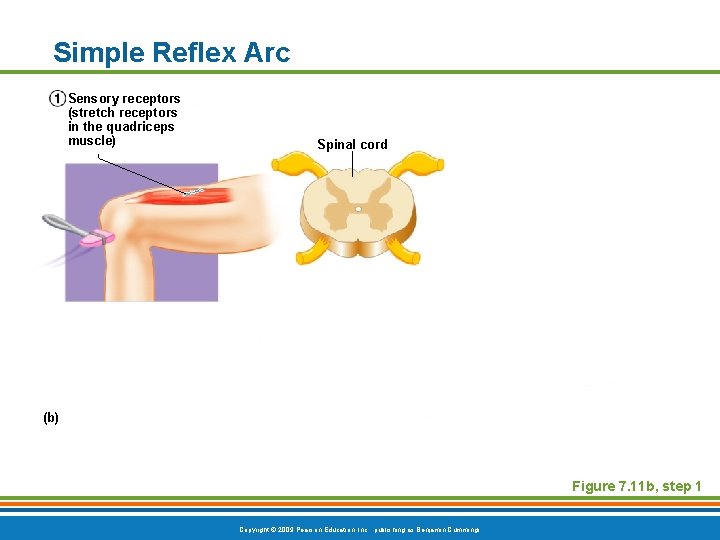 Simple Reflex Arc Sensory receptors (stretch receptors in the quadriceps muscle) Spinal cord (b)