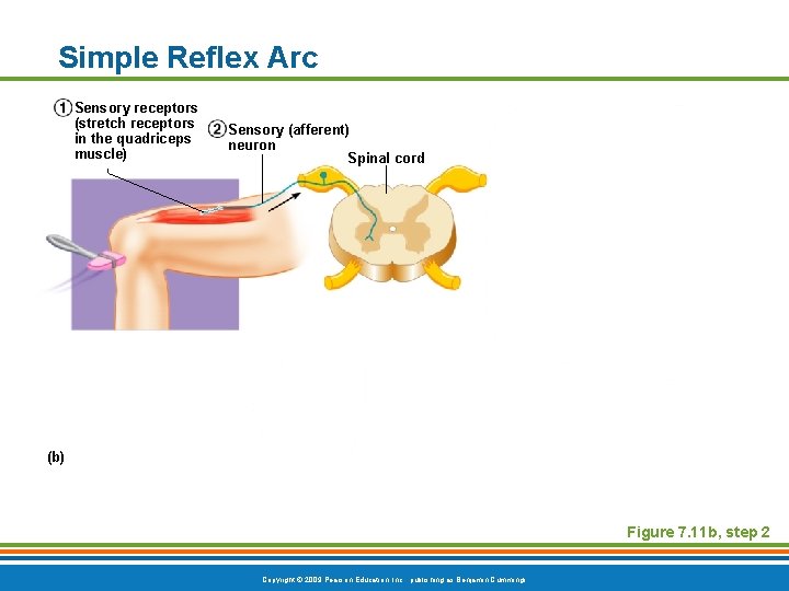 Simple Reflex Arc Sensory receptors (stretch receptors in the quadriceps muscle) Sensory (afferent) neuron