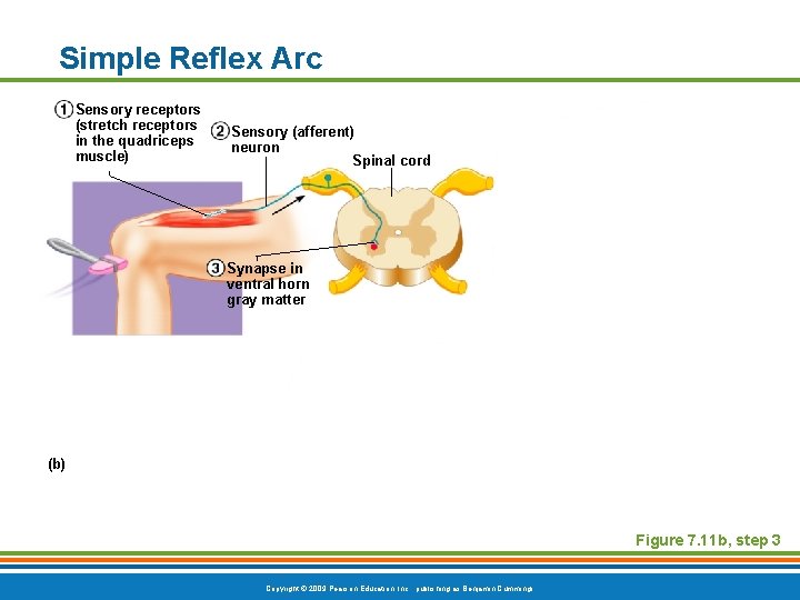 Simple Reflex Arc Sensory receptors (stretch receptors in the quadriceps muscle) Sensory (afferent) neuron