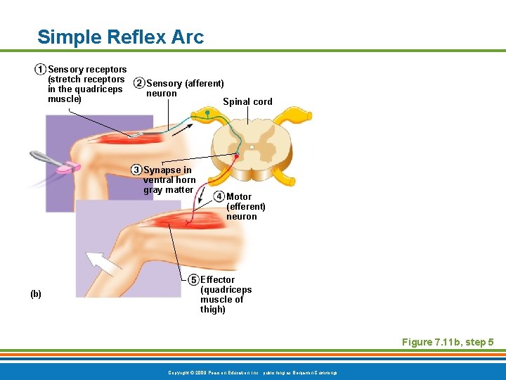 Simple Reflex Arc Sensory receptors (stretch receptors in the quadriceps muscle) Sensory (afferent) neuron