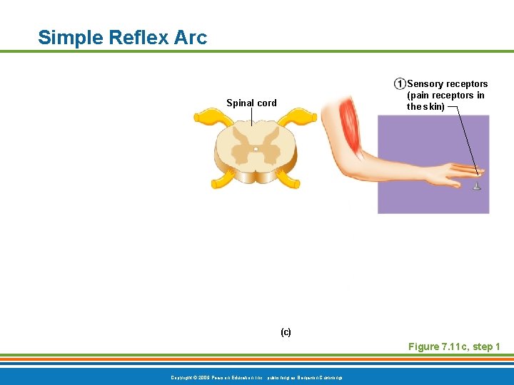 Simple Reflex Arc Sensory receptors (pain receptors in the skin) Spinal cord (c) Figure