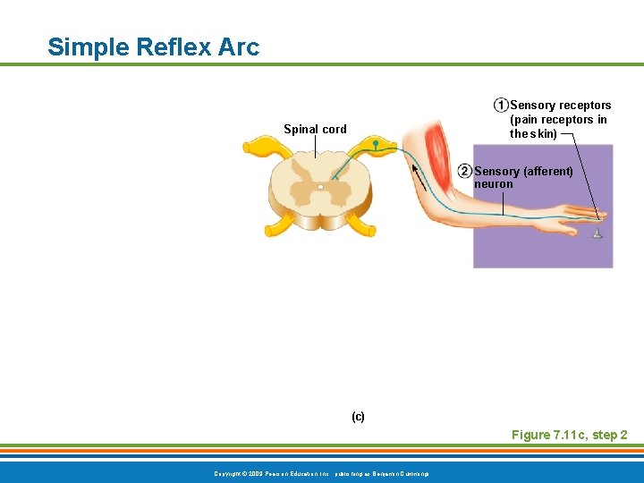 Simple Reflex Arc Sensory receptors (pain receptors in the skin) Spinal cord Sensory (afferent)