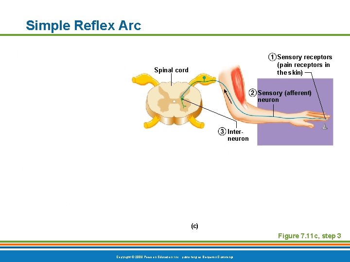 Simple Reflex Arc Sensory receptors (pain receptors in the skin) Spinal cord Sensory (afferent)