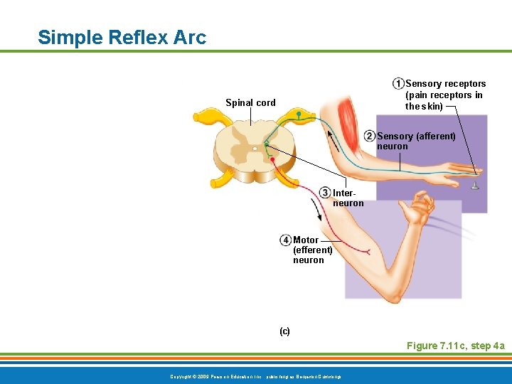 Simple Reflex Arc Sensory receptors (pain receptors in the skin) Spinal cord Sensory (afferent)