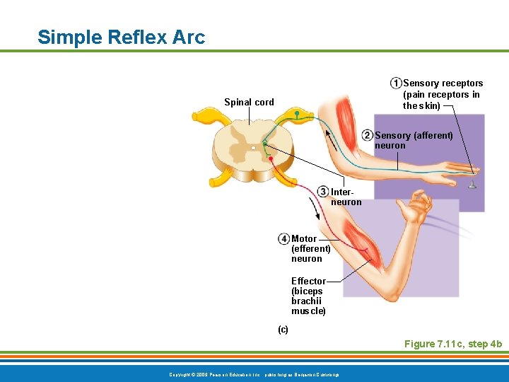 Simple Reflex Arc Sensory receptors (pain receptors in the skin) Spinal cord Sensory (afferent)