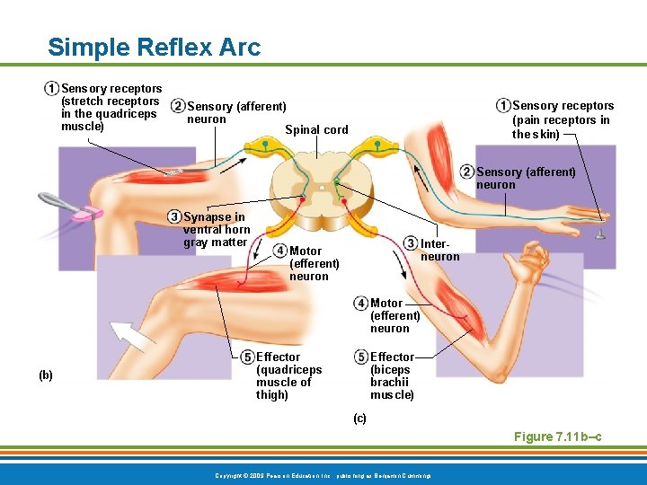 Simple Reflex Arc Sensory receptors (stretch receptors in the quadriceps muscle) Sensory receptors (pain