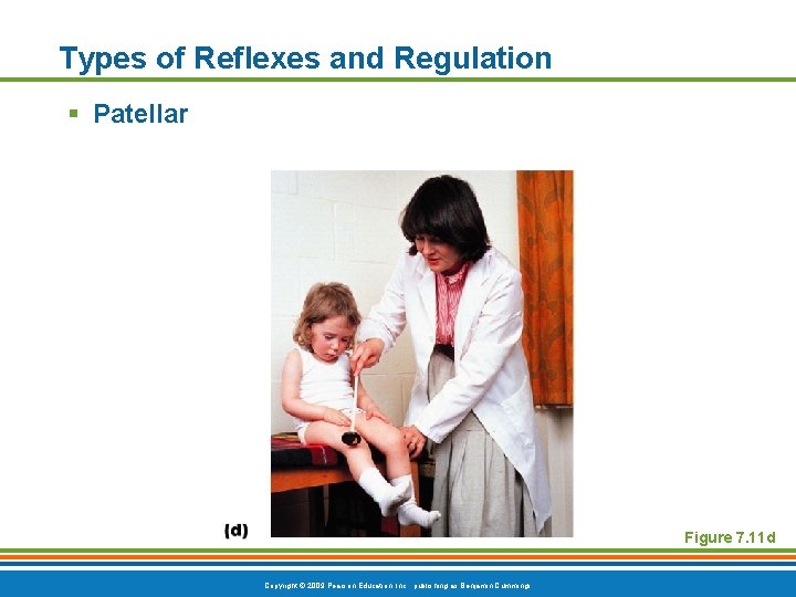 Types of Reflexes and Regulation § Patellar Figure 7. 11 d Copyright © 2009