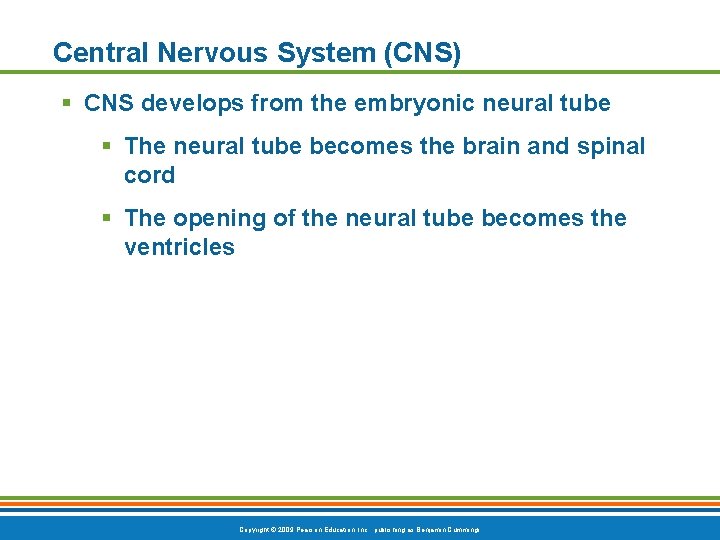 Central Nervous System (CNS) § CNS develops from the embryonic neural tube § The