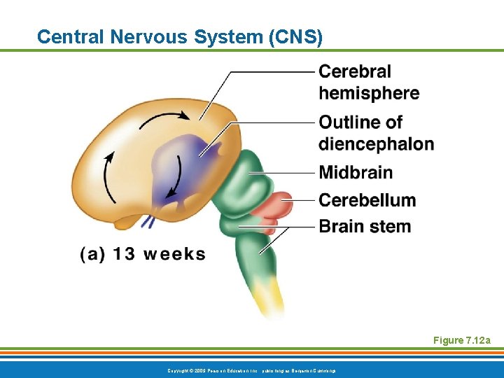Central Nervous System (CNS) Figure 7. 12 a Copyright © 2009 Pearson Education, Inc.