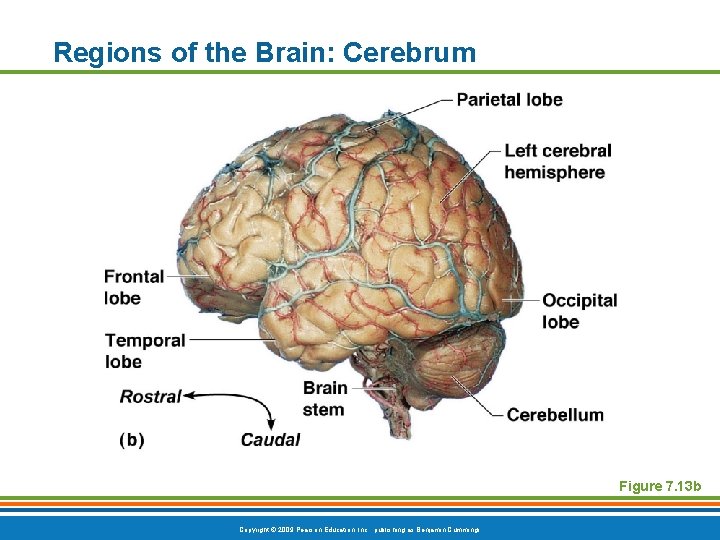 Regions of the Brain: Cerebrum Figure 7. 13 b Copyright © 2009 Pearson Education,