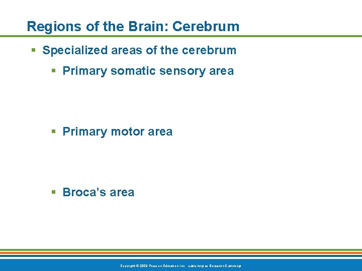Regions of the Brain: Cerebrum § Specialized areas of the cerebrum § Primary somatic