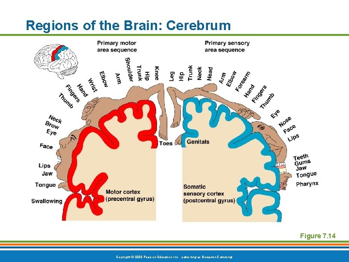 Regions of the Brain: Cerebrum Figure 7. 14 Copyright © 2009 Pearson Education, Inc.