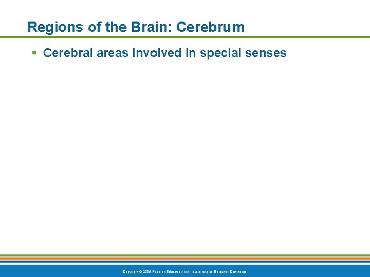 Regions of the Brain: Cerebrum § Cerebral areas involved in special senses Copyright ©