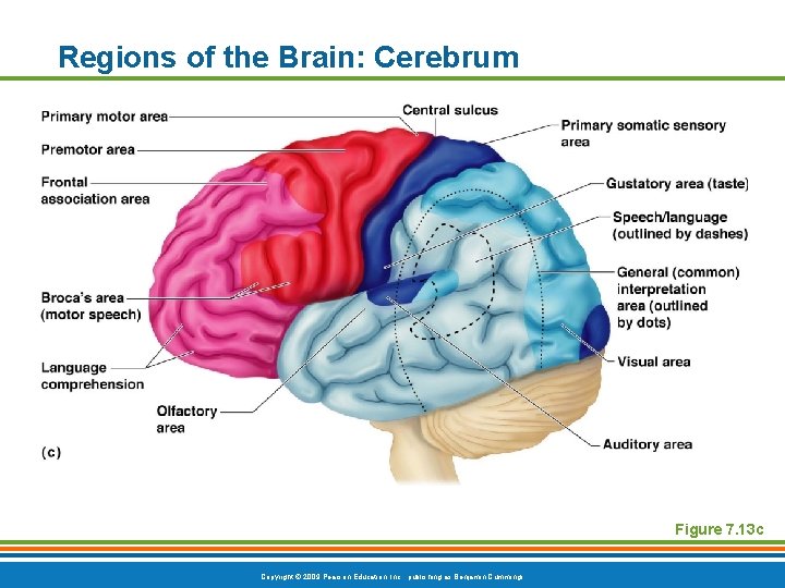 Regions of the Brain: Cerebrum Figure 7. 13 c Copyright © 2009 Pearson Education,