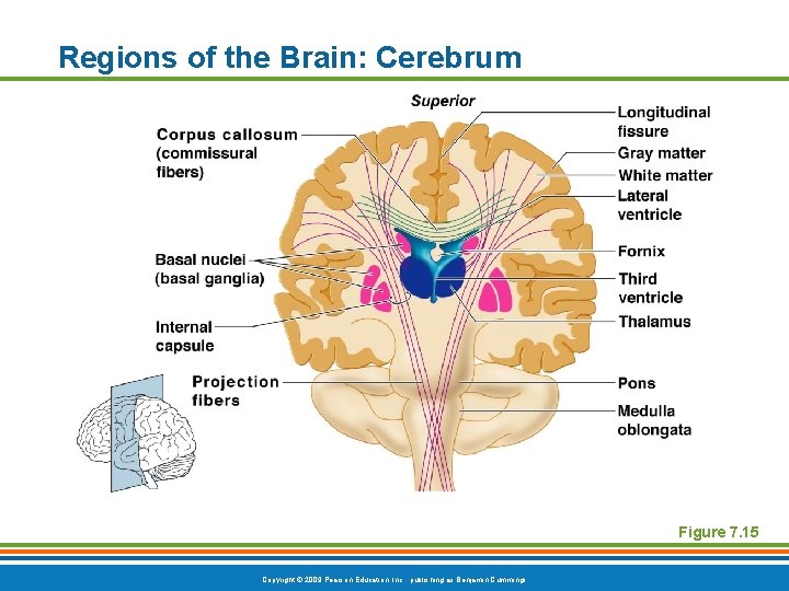 Regions of the Brain: Cerebrum Figure 7. 15 Copyright © 2009 Pearson Education, Inc.