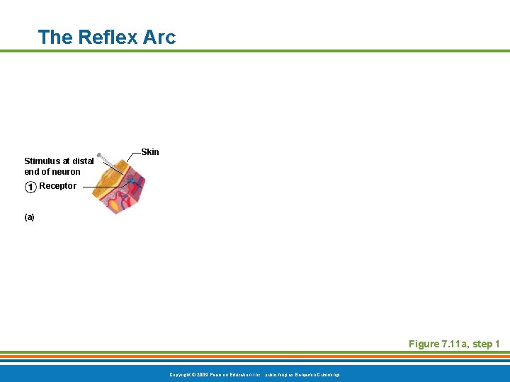 The Reflex Arc Skin Stimulus at distal end of neuron Receptor (a) Figure 7.