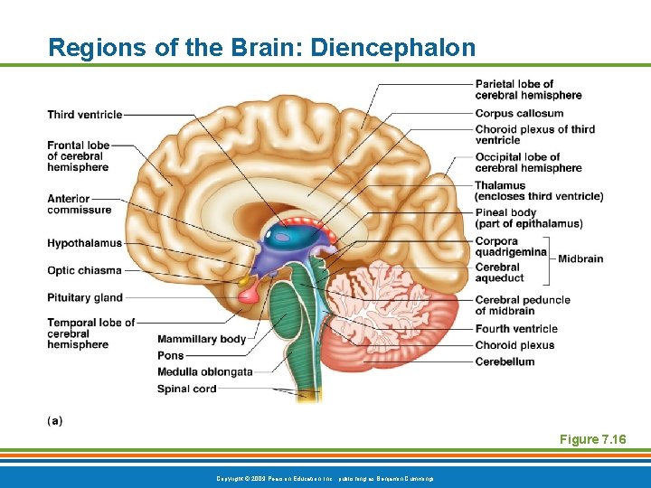 Regions of the Brain: Diencephalon Figure 7. 16 Copyright © 2009 Pearson Education, Inc.