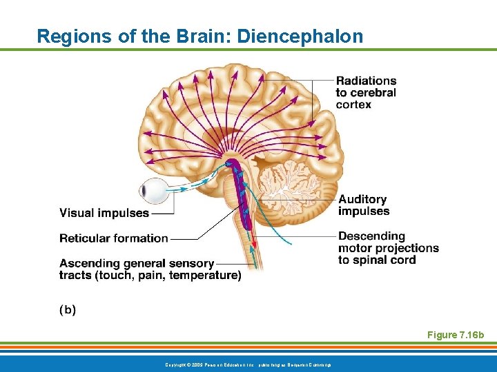Regions of the Brain: Diencephalon Figure 7. 16 b Copyright © 2009 Pearson Education,
