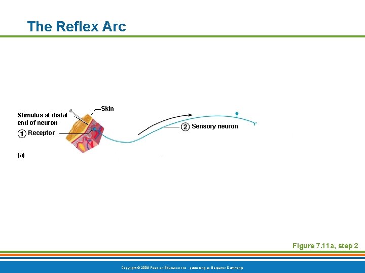 The Reflex Arc Skin Stimulus at distal end of neuron Receptor Sensory neuron (a)