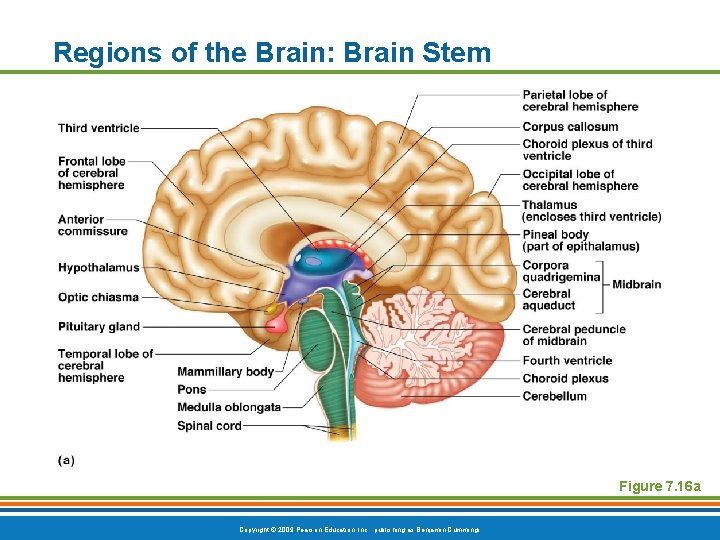 Regions of the Brain: Brain Stem Figure 7. 16 a Copyright © 2009 Pearson