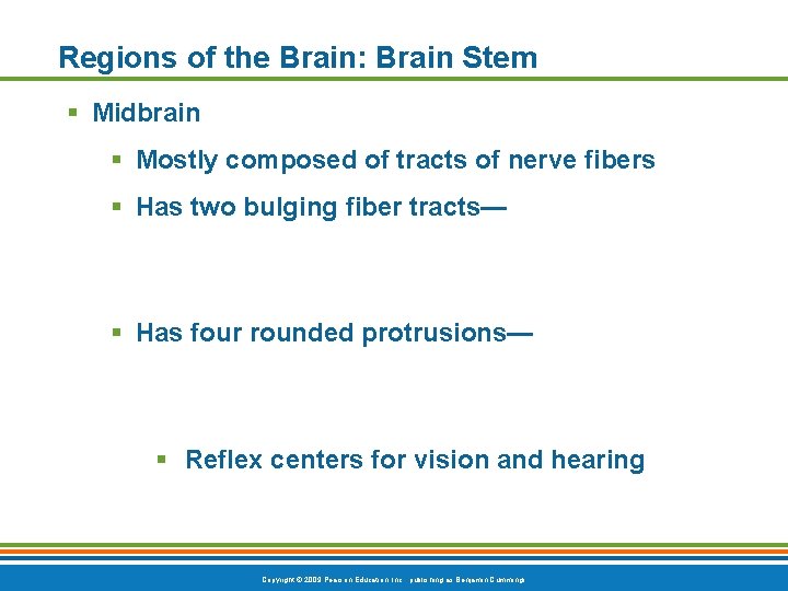 Regions of the Brain: Brain Stem § Midbrain § Mostly composed of tracts of