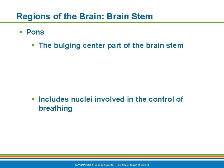 Regions of the Brain: Brain Stem § Pons § The bulging center part of