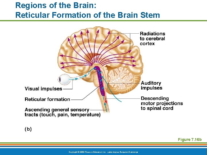 Regions of the Brain: Reticular Formation of the Brain Stem Figure 7. 16 b