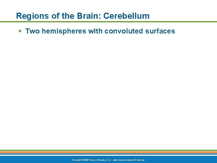 Regions of the Brain: Cerebellum § Two hemispheres with convoluted surfaces Copyright © 2009