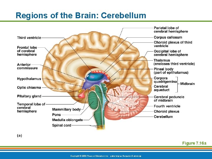 Regions of the Brain: Cerebellum Figure 7. 16 a Copyright © 2009 Pearson Education,